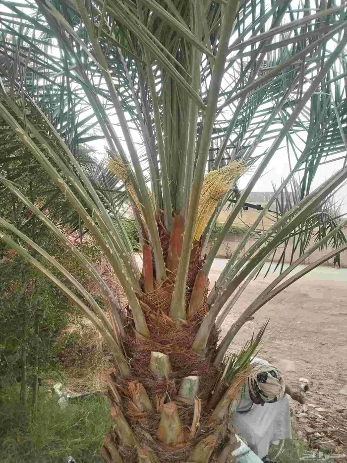 نخيل مثمر للبيع صقعي سكري اخلاص هلالي مجدوله شيشي خضري برحي 3