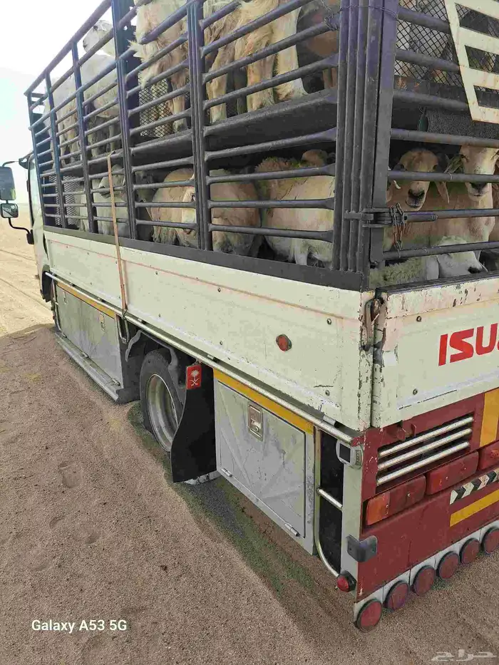 دنا طابقين نقل حلال 1