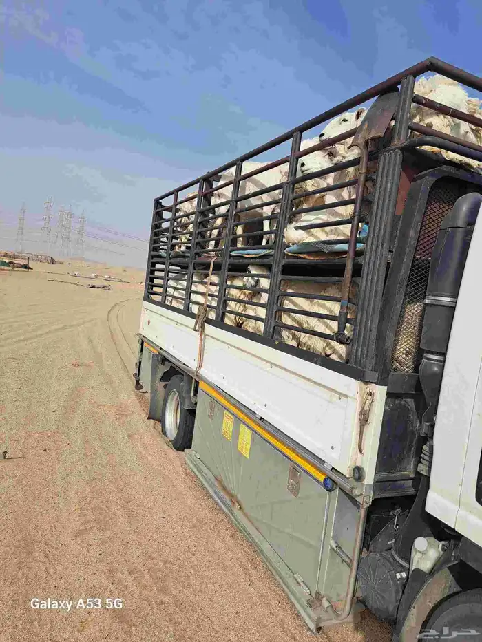 دنا طابقين نقل حلال 0