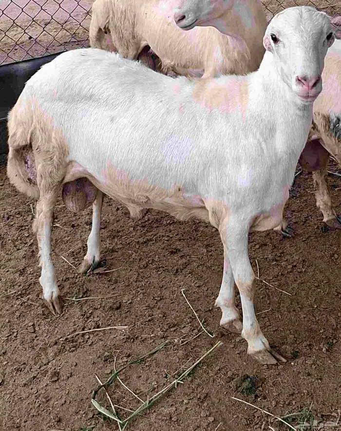 فحل رفيدي جذع 1