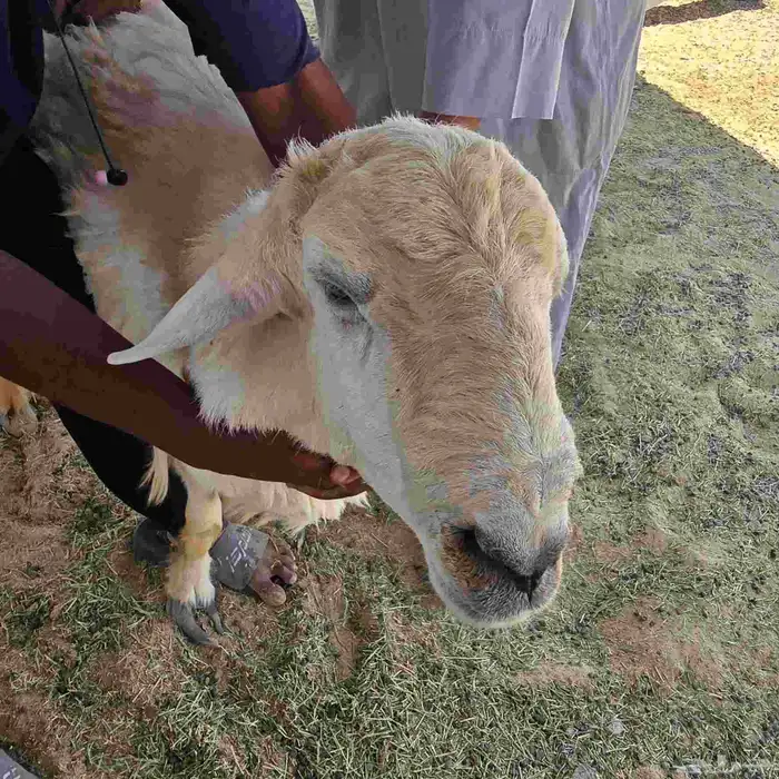 فحلين خرفان حرية 0