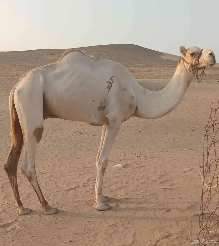 هدلان جمل حرصافي طابع 0