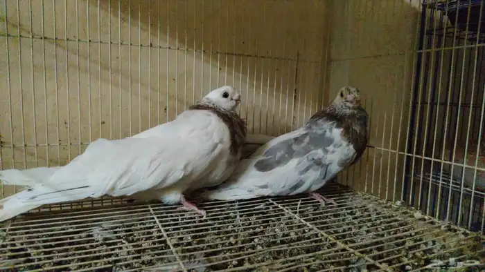 زوج حمام صوافه شرط انتاج 3
