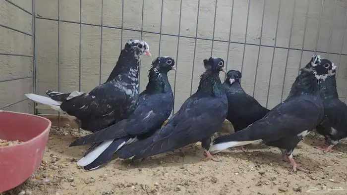 طبات قنادي top عروق كوريه 3