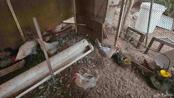 دجاج فيومي 2