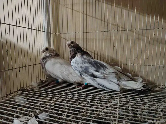 زوج حمام صوافه شرط انتاج 2