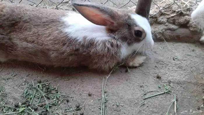 أرنب بلدي إناث 3