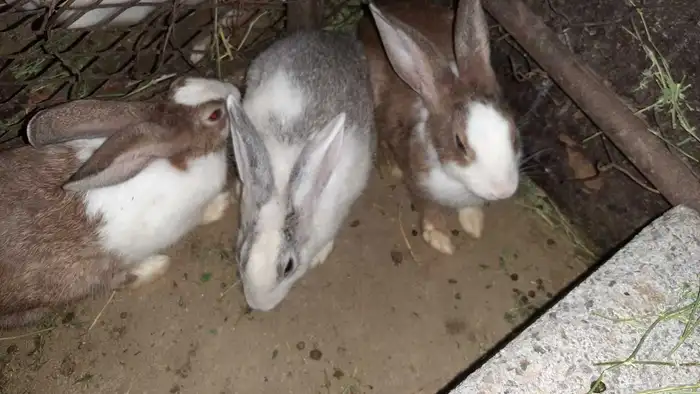 أرنب بلدي إناث 1