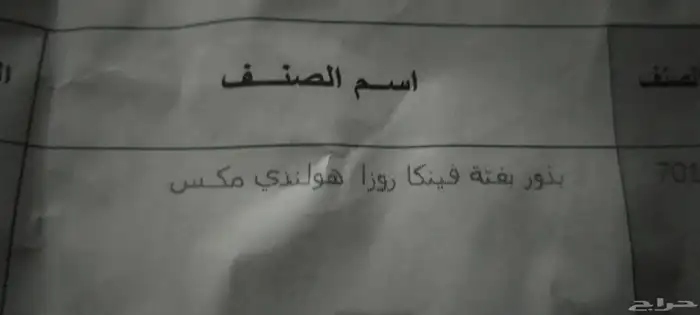 بذور بفتا هولندي مكس 3