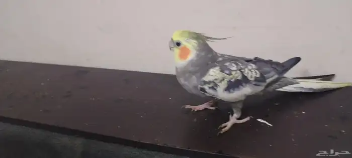 ببغاء كروان أليف 0