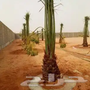 نخل مثمر نخيل نقايل جثايث اخلاص سكري برحي صقعي شيشي واشنطني 4