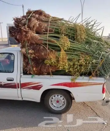 القصيم 2