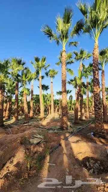 نخل واشنطني أشجار جهنميه جميع لاشجار نخيل واشطنونيا 13