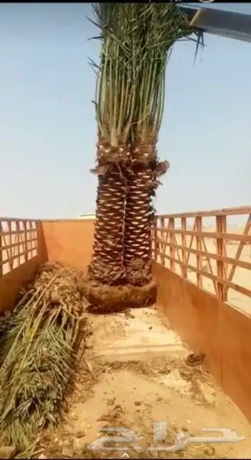 القصيم 1