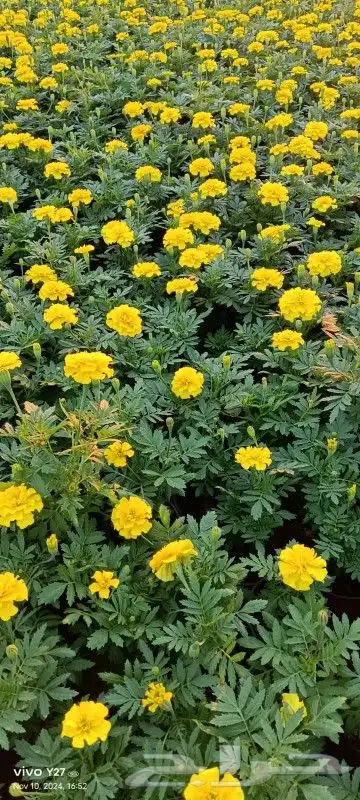 مشاتل وتنسيق حدائق 8