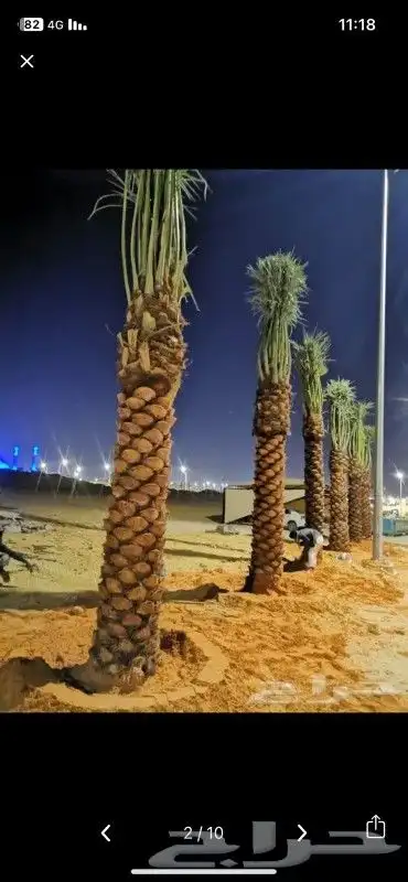 نخل واشنطني أشجار جهنميه جميع لاشجار نخيل واشطنونيا 12
