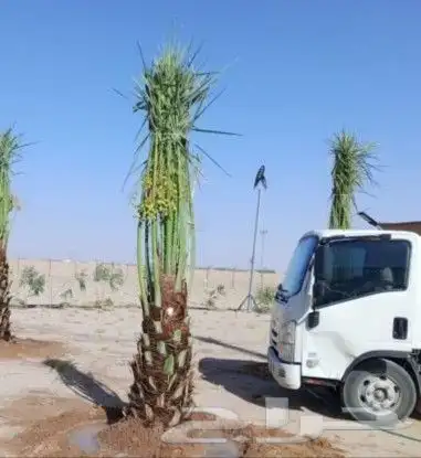 نخل مثمر نقايل جثايث سكري اخلاص صقعي نخيل سري برني مجدول غر 0