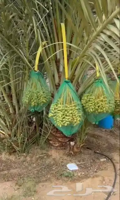 نخل مثمر نقايل جثايث سكري اخلاص صقعي نخيل سري برني مجدول غر 3