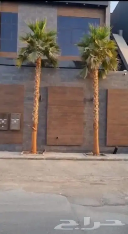 يوجد لدينا نخل واشنطني زينه امريكي بكل المقاسات وبسعار مناسب 7