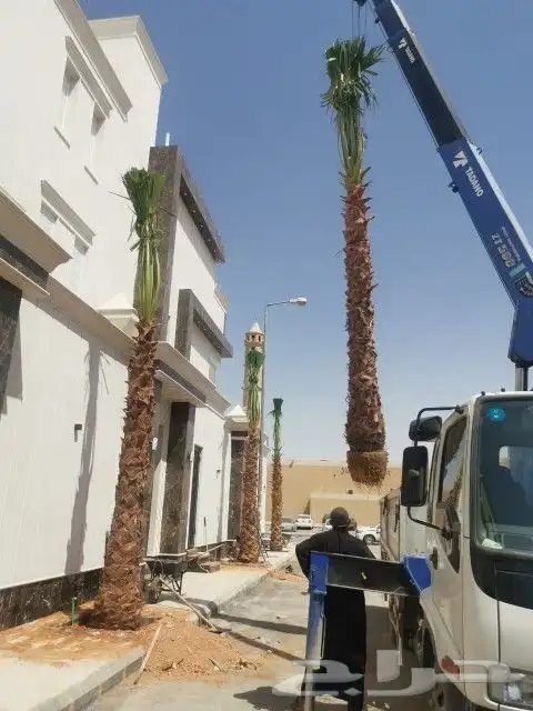 نخل مثمر نقايل جثايث سكري اخلاص صقعي نخيل سري برني مجدول غر 10