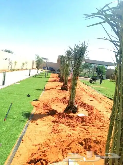 نخل مثمر نقايل جثايث سكري اخلاص صقعي نخيل سري برني مجدول غر 6