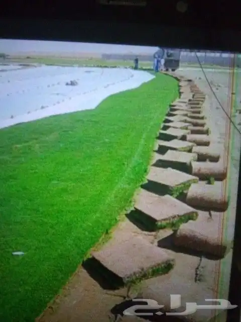 مشاتل الدمام بسعر الجمله 9