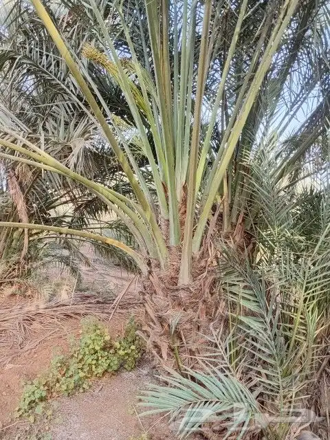 نخل دخيني للبيع مشاء الله تبارك الرحمن 0