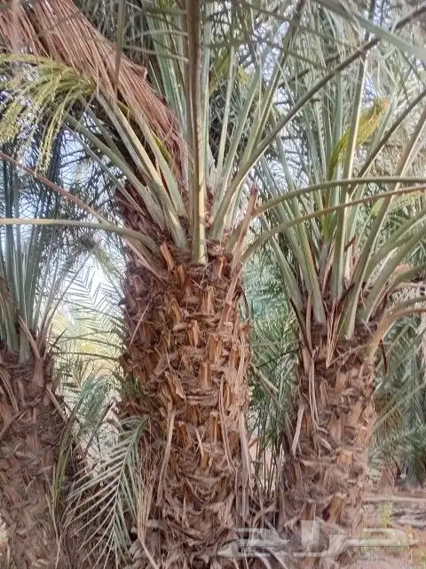 نخل دخيني للبيع مشاء الله تبارك الرحمن 3