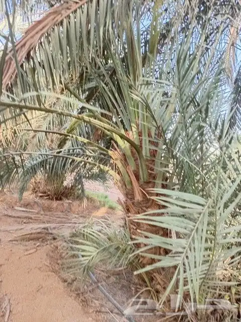 نخل دخيني للبيع مشاء الله تبارك الرحمن 1
