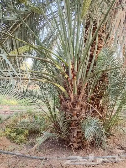 نخل دخيني للبيع مشاء الله تبارك الرحمن 2