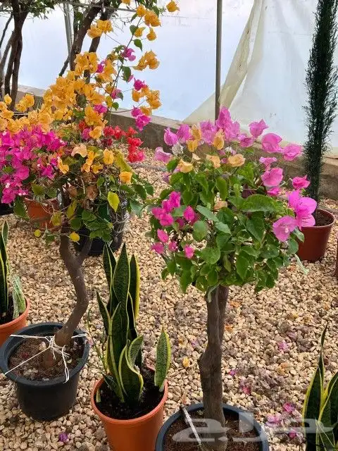 نخل واشنطني أشجار جهنميه جميع لاشجار نخيل واشطنونيا 4