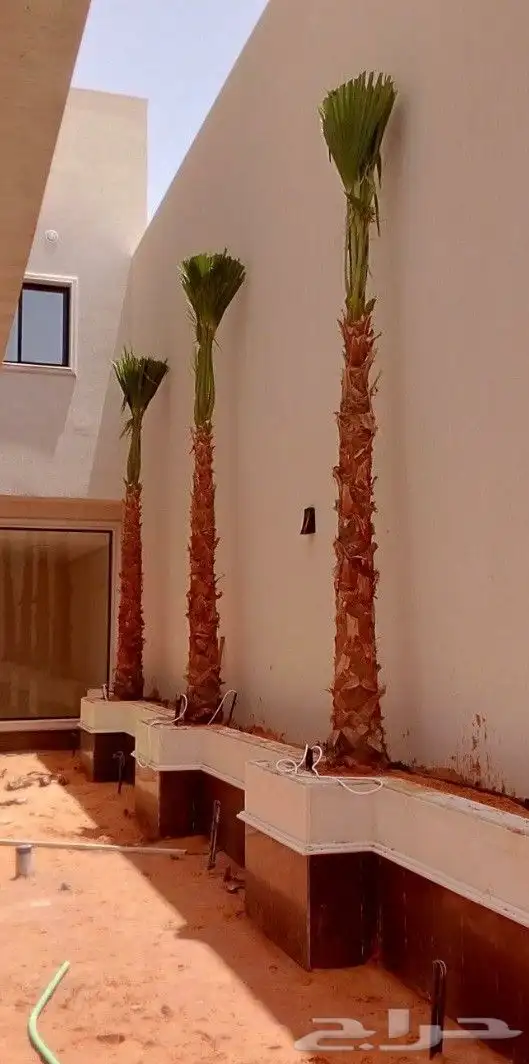 نخل واشنطن زينه 5