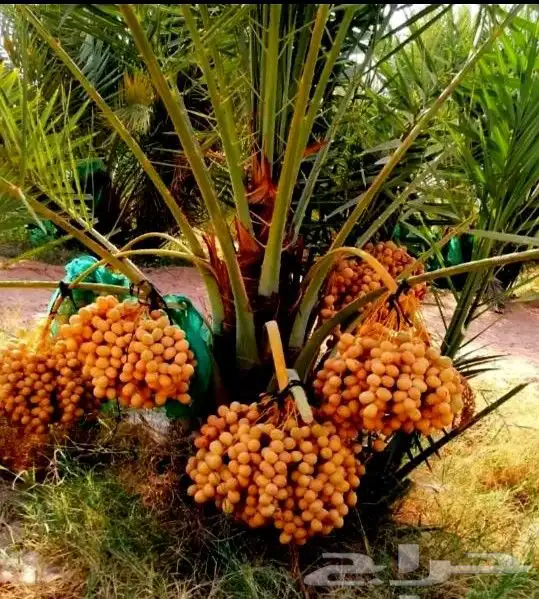 نخل مثمر نخيل نقايل جثايث اخلاص سكري برحي صقعي شيشي واشنطني 1