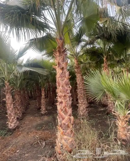 نخل واشنطني أشجار جهنميه جميع لاشجار نخيل واشطنونيا 3
