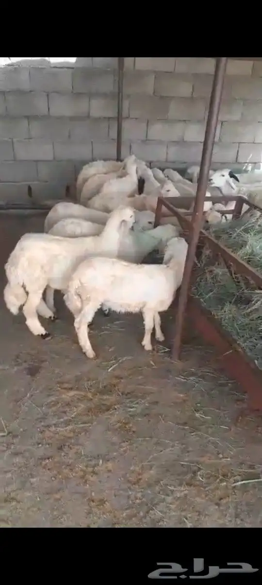 28 بهم عمر من ثلاثة إلى اربعه اشهر 0