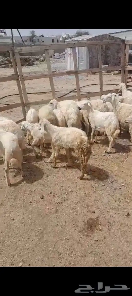 28 بهم عمر من ثلاثة إلى اربعه اشهر 2