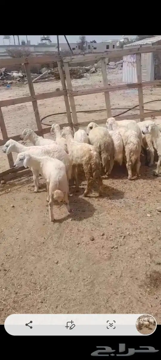 28 بهم عمر من ثلاثة إلى اربعه اشهر 1