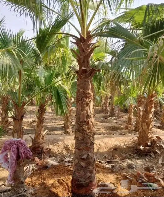 نخل واشنطني أشجار جهنميه جميع لاشجار نخيل واشطنونيا 10
