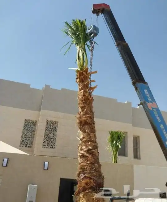 نخل واشنطني أشجار جهنميه جميع لاشجار نخيل واشطنونيا 11