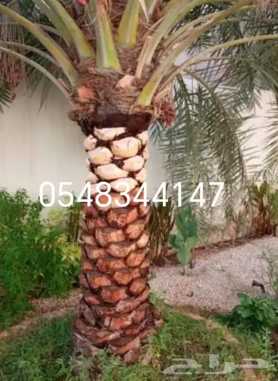 معلم قص شجر وترتيب حدائق وتكريب نخل 2