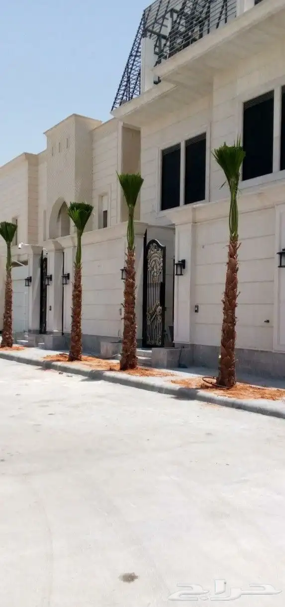 نخل واشنطن زينه 1