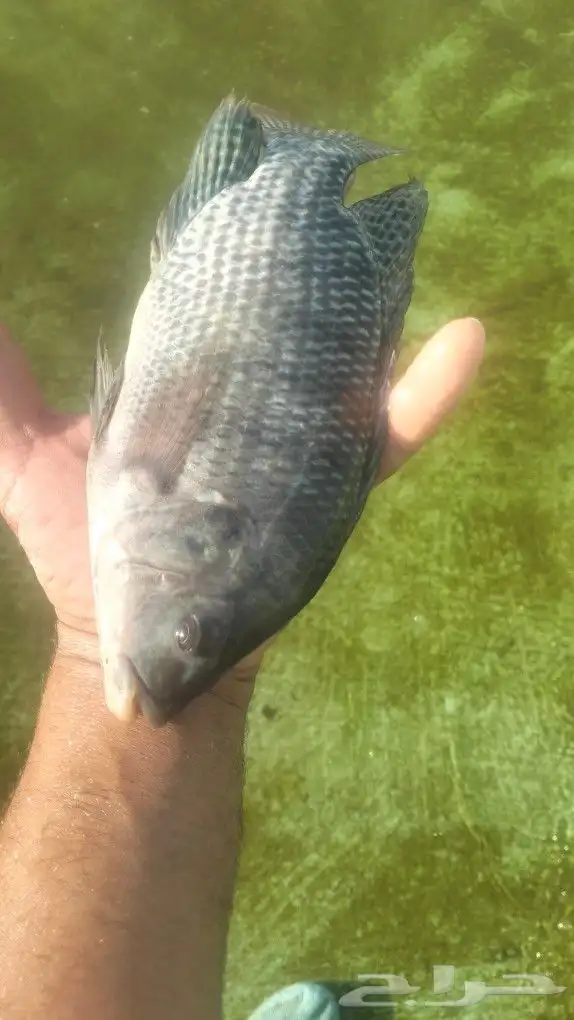 ممتوفر سمك بلطي 4 طن للبيع الموقع الرين جنب الرياض 1