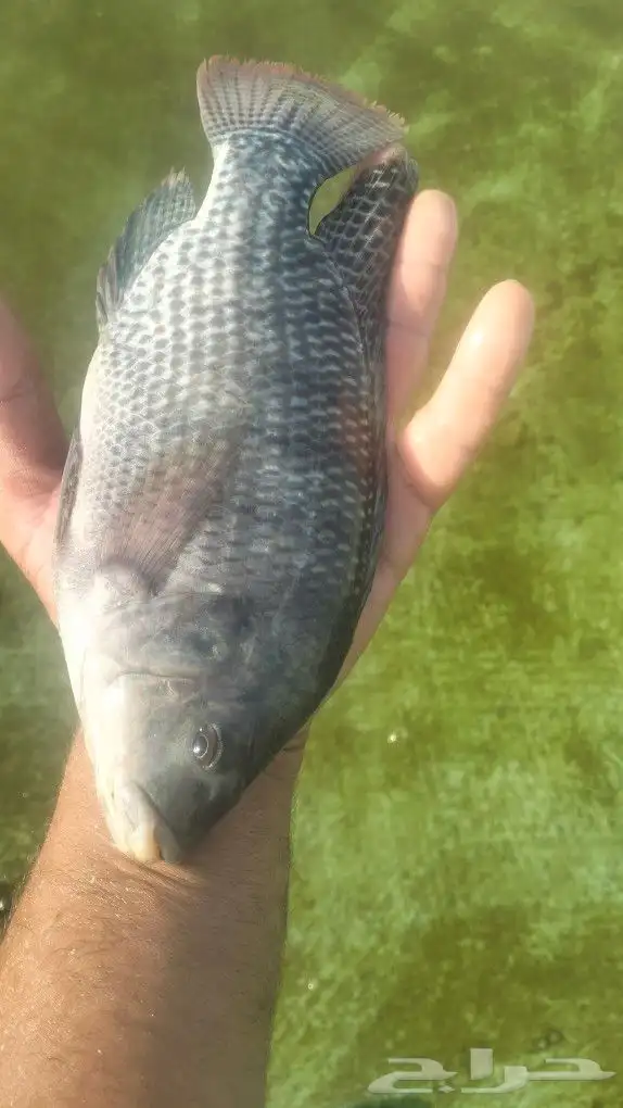 ممتوفر سمك بلطي 4 طن للبيع الموقع الرين جنب الرياض 0