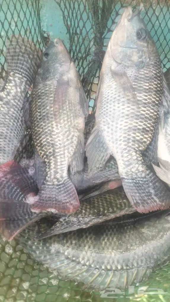 ممتوفر سمك بلطي 4 طن للبيع الموقع الرين جنب الرياض 3