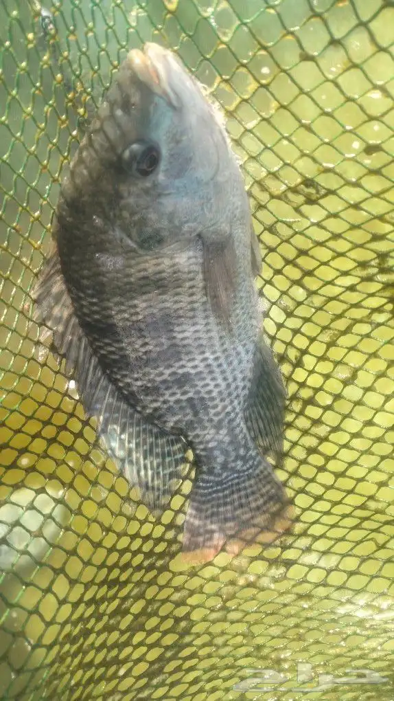 ممتوفر سمك بلطي 4 طن للبيع الموقع الرين جنب الرياض 4