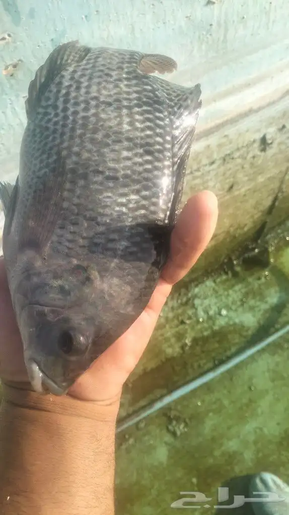 ممتوفر سمك بلطي 4 طن للبيع الموقع الرين جنب الرياض 2