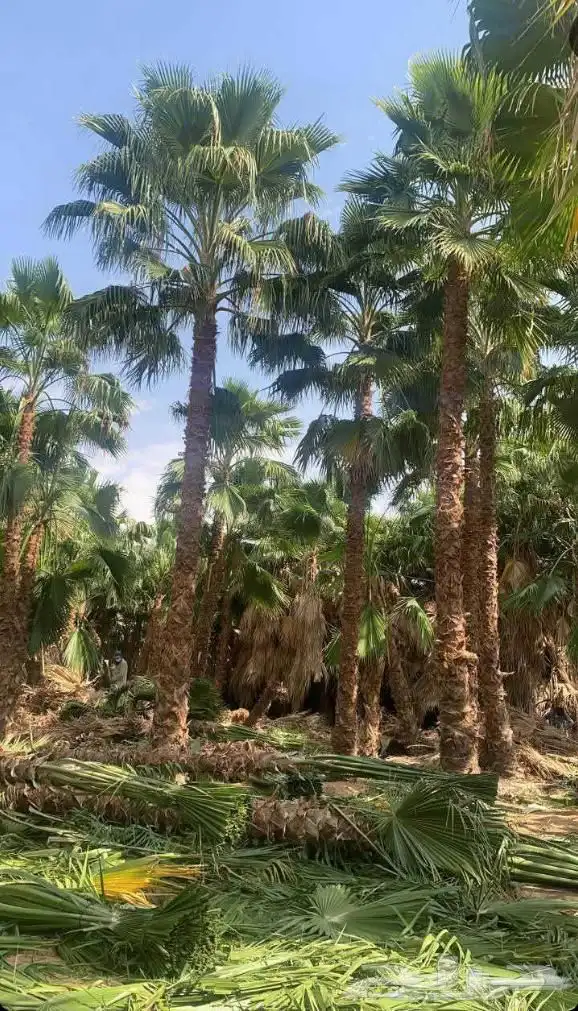 نخل واشنطوناء زينه للبيع 0