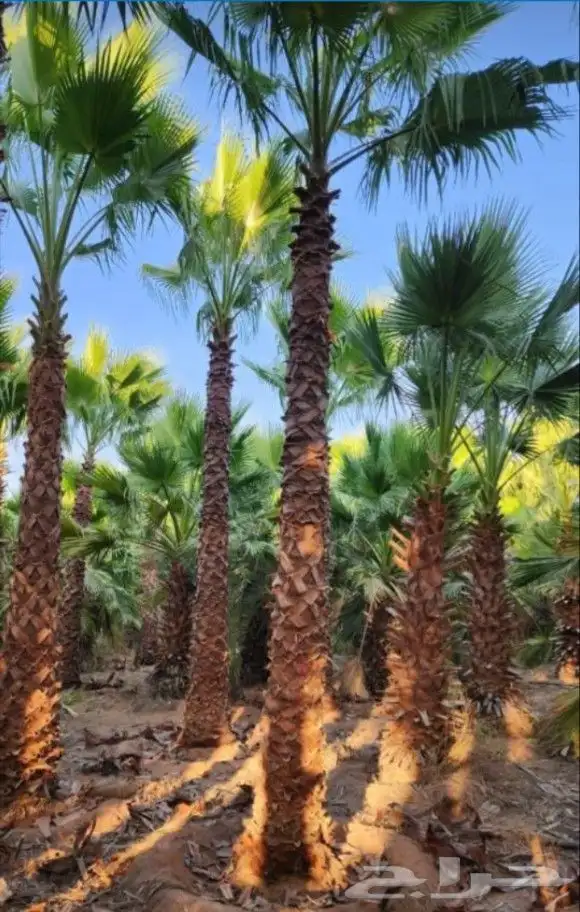 يوجد لدينا نخل واشنطني زينه امريكي بكل المقاسات وبسعار مناسب 9