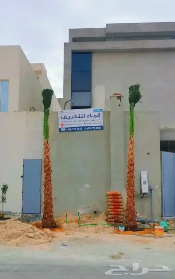 نخل واشنطن زينه 8