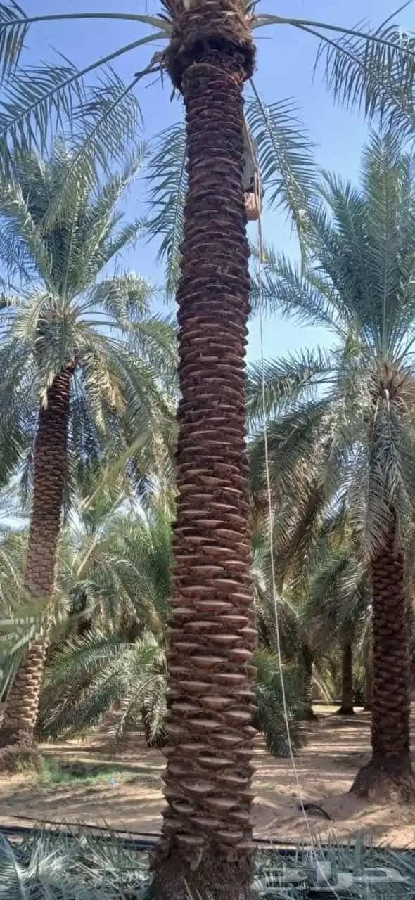 يوجد لدينا جميع انواع النخل على جميع المقاسات 0